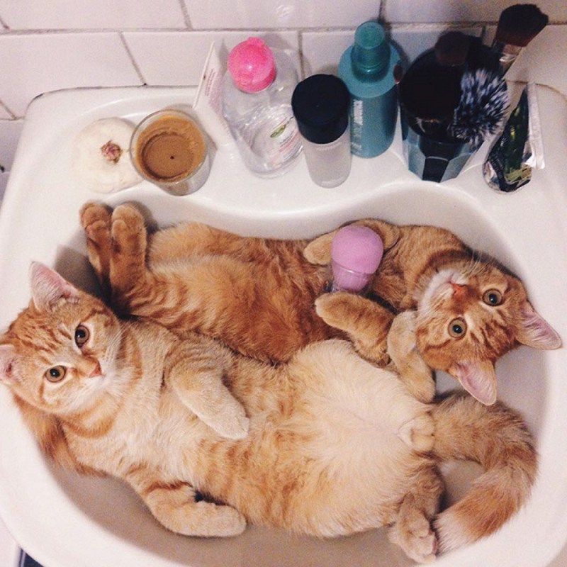 Котиков в ванной
