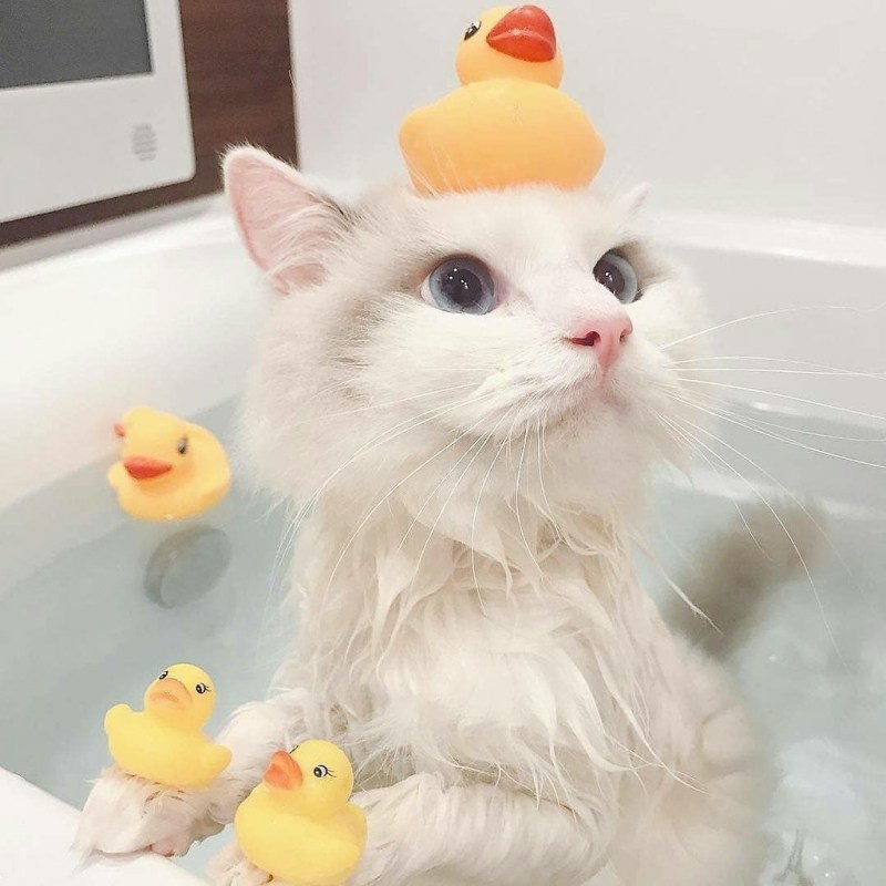 Главный котик