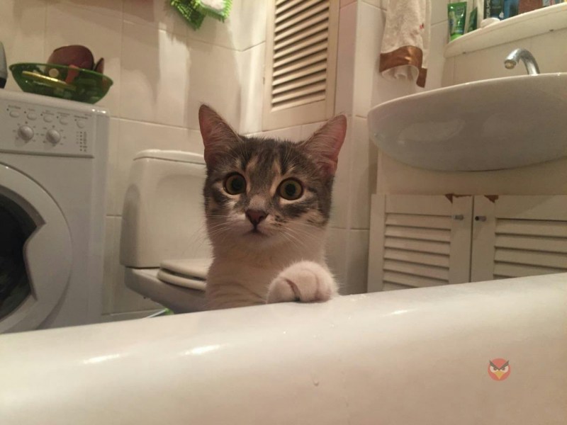 Коты которые любят купаться