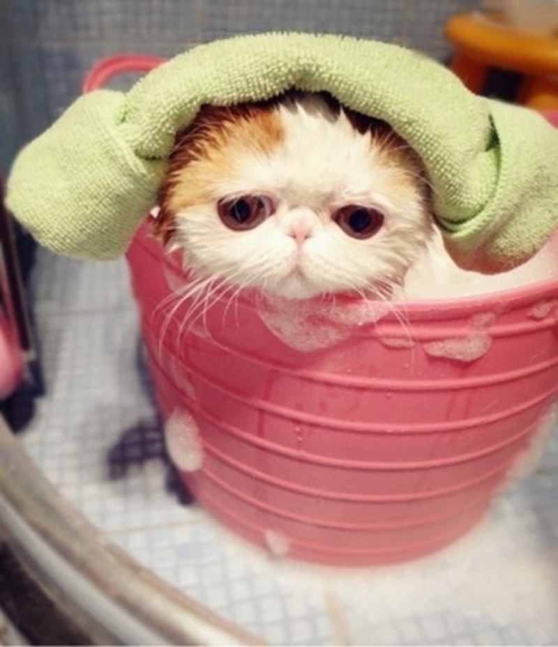 Котик в душе