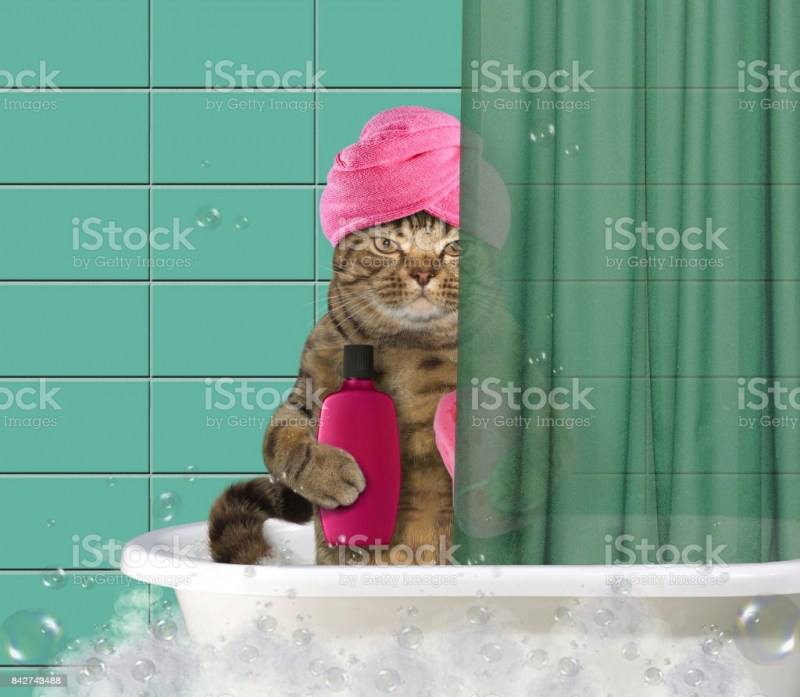 Мокрая кошка