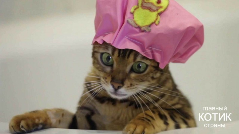 Полотенце с кошками