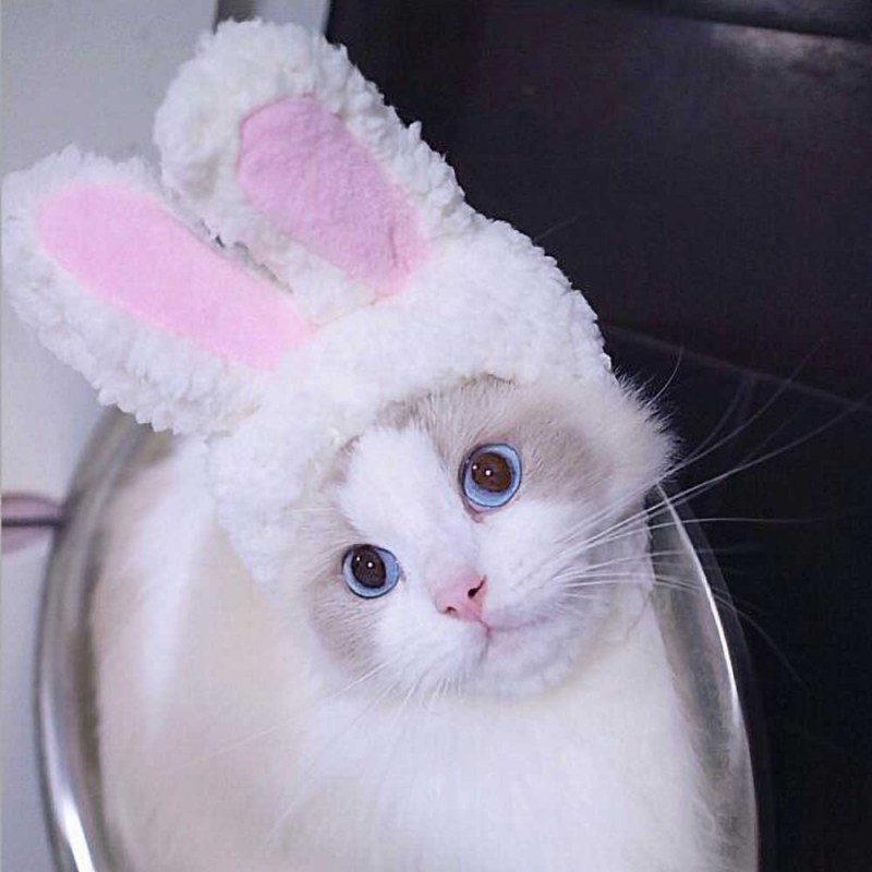 Котик в ванной