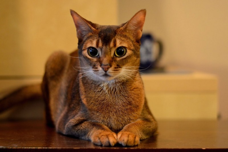 Кот абиссинец метис