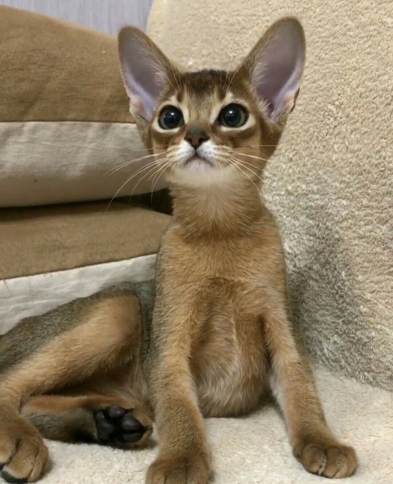 Абиссинский кот полосатый