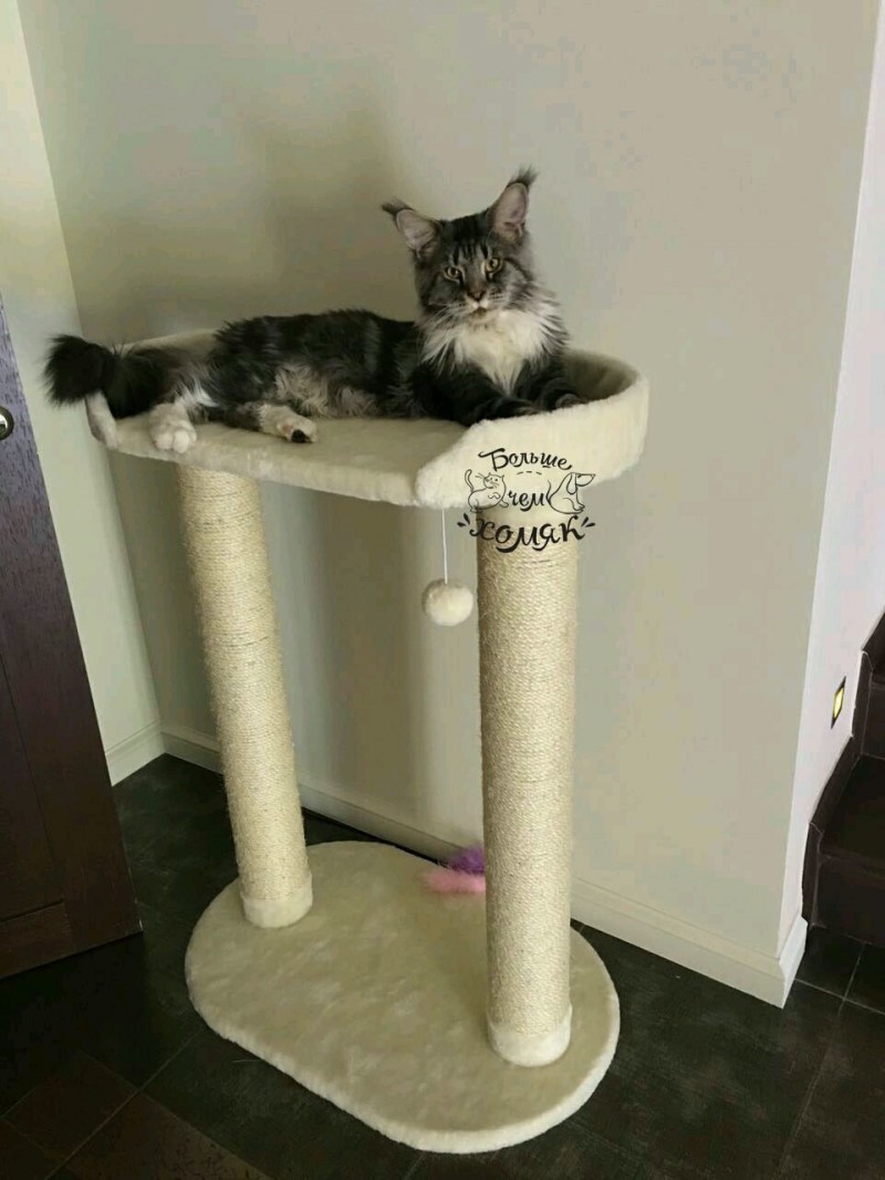 Игровой комплекс nt3129 для кошек, 710*450*790мм