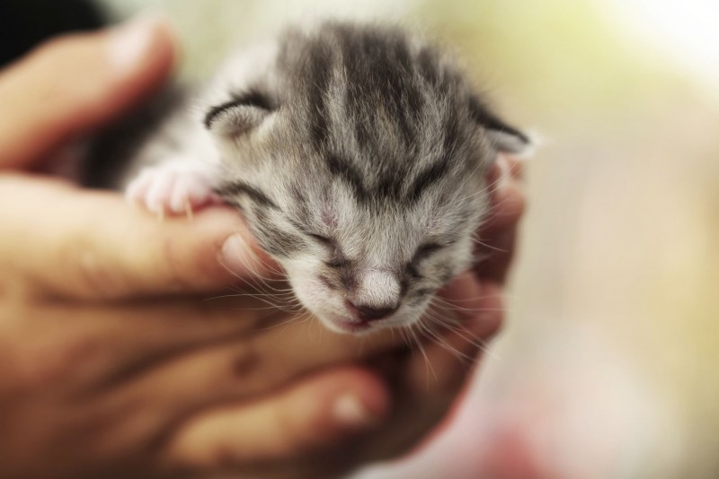Маленьких котят