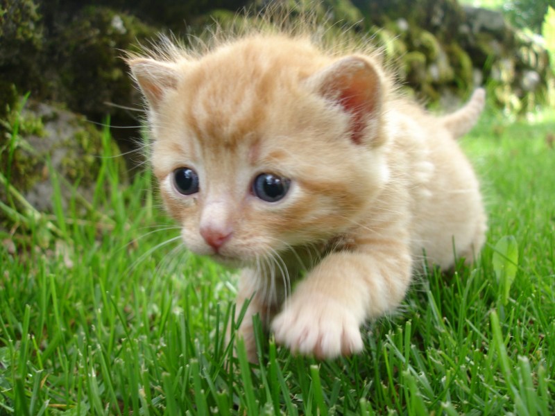 Маленькие котики