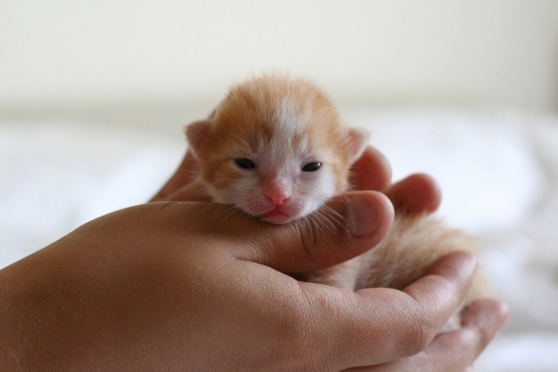 Крохотный котенок