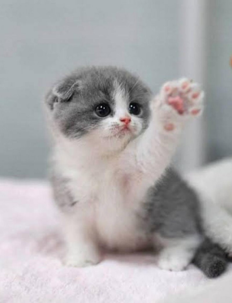 Миленькие котята