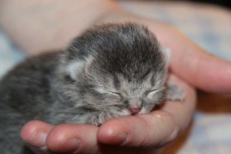 Кошки маленькие милые смешные