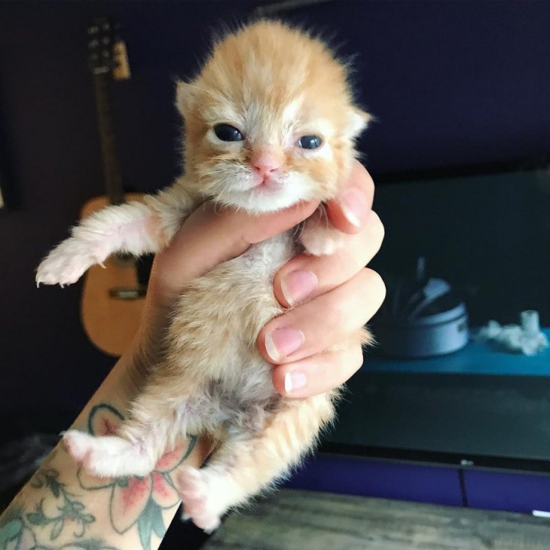 Маленькая кошечка