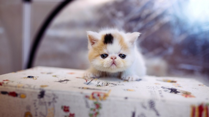 Самые самые маленькие котята