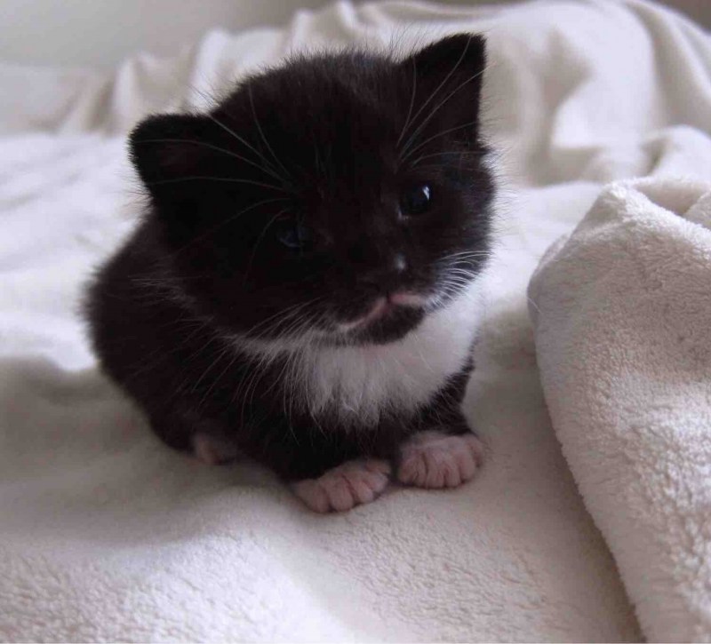 Красивые котята