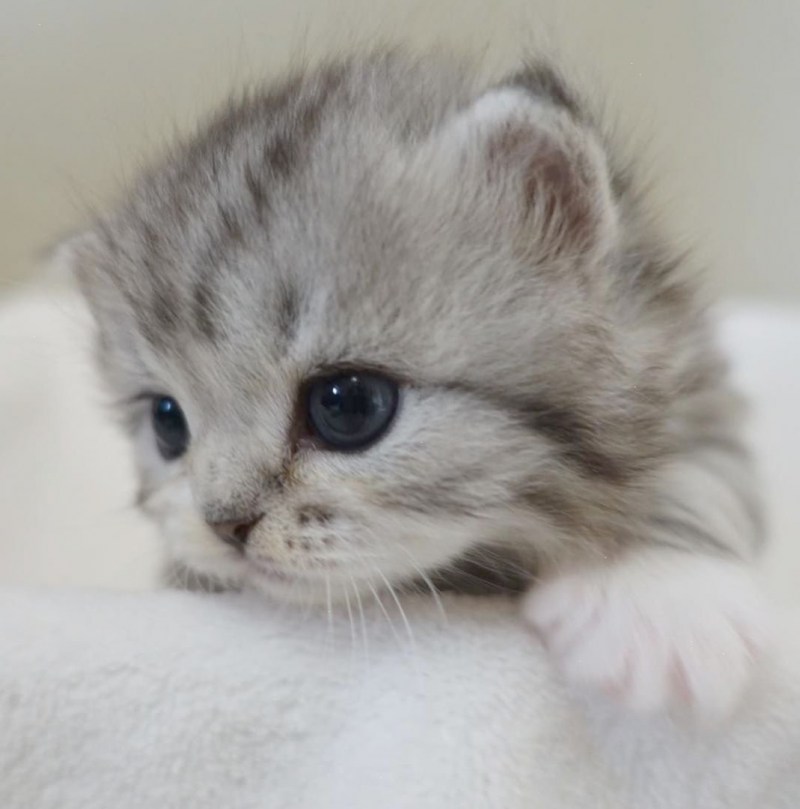 Маленький котенок