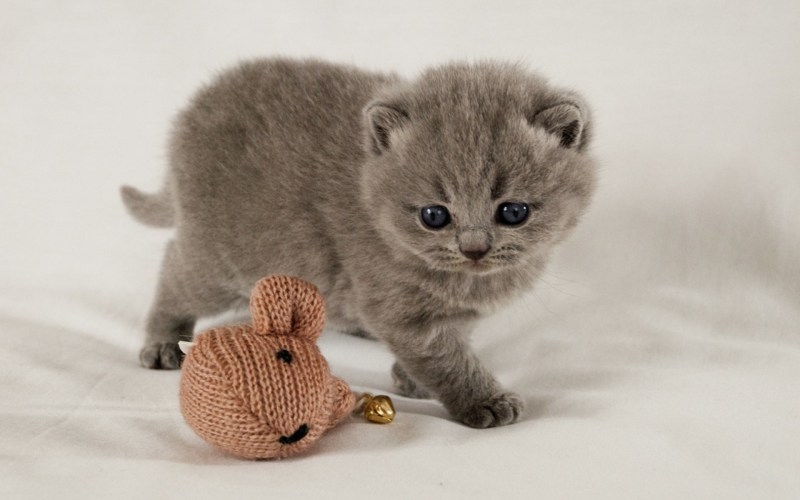 Маленький котенок