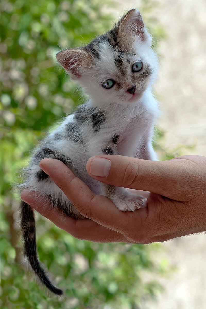 Котята маленькие смешные
