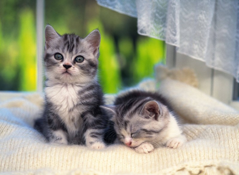 Маленький котенок настоящий