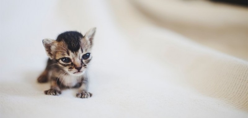 Манчкин милые котята