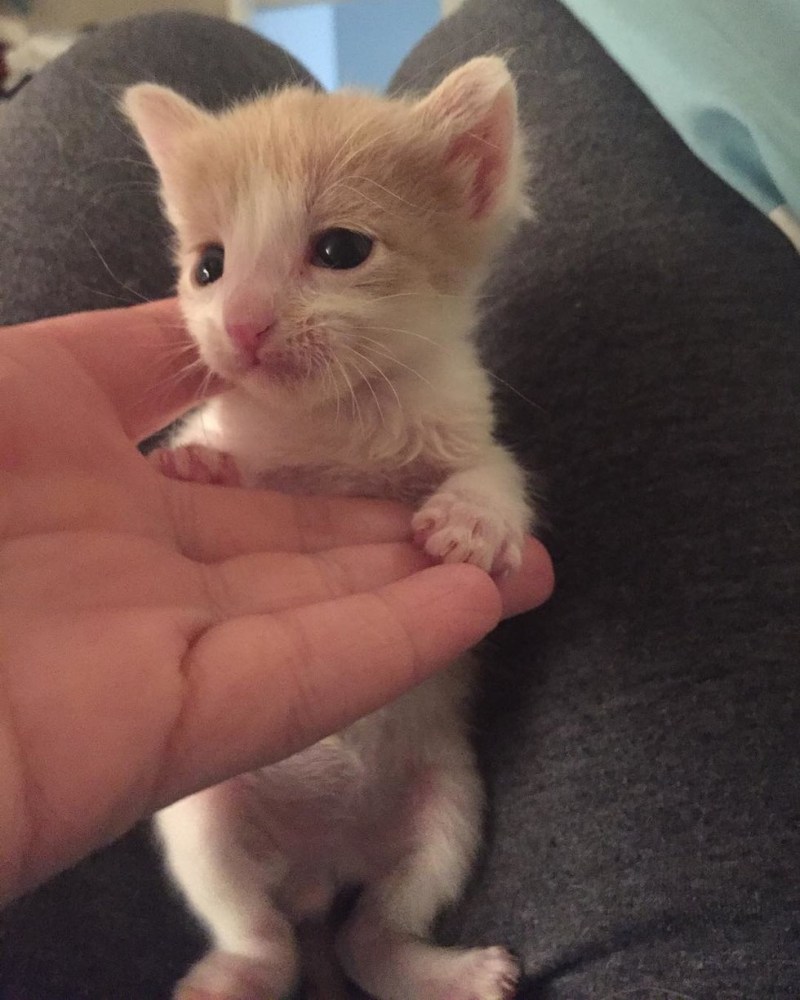 Маленький котенок