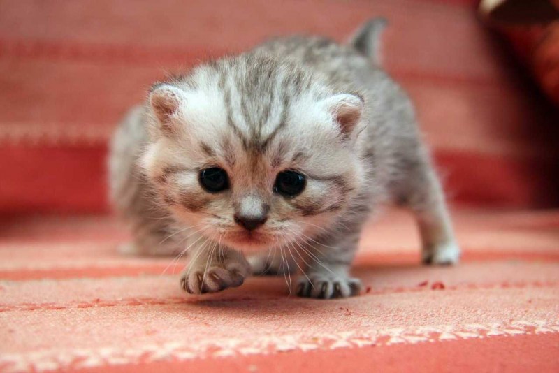 Самый маленький кот