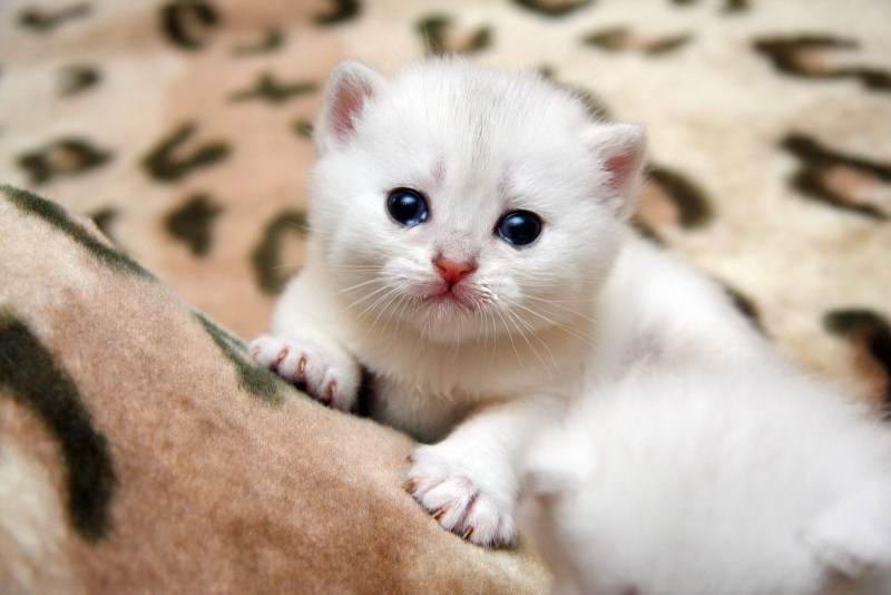 Маленький котенок