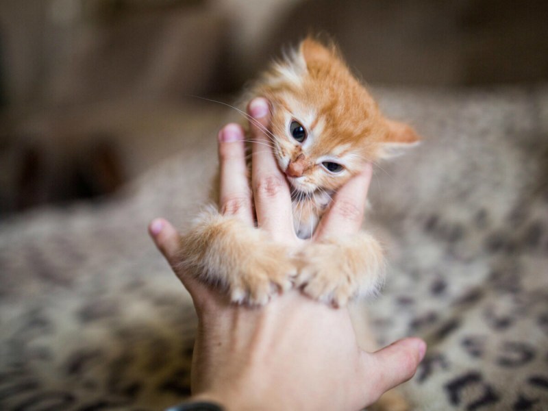 Маленькие котята британцы вислоухие