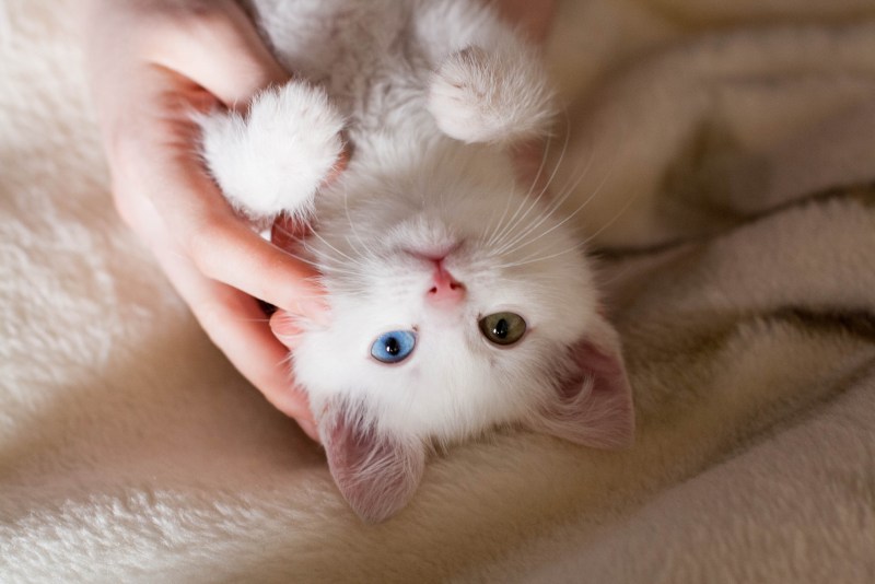 Маленький котенок