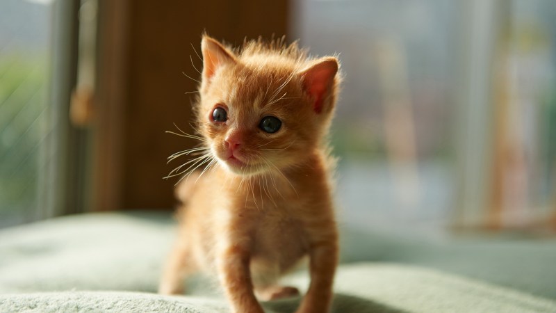 Маленький котенок