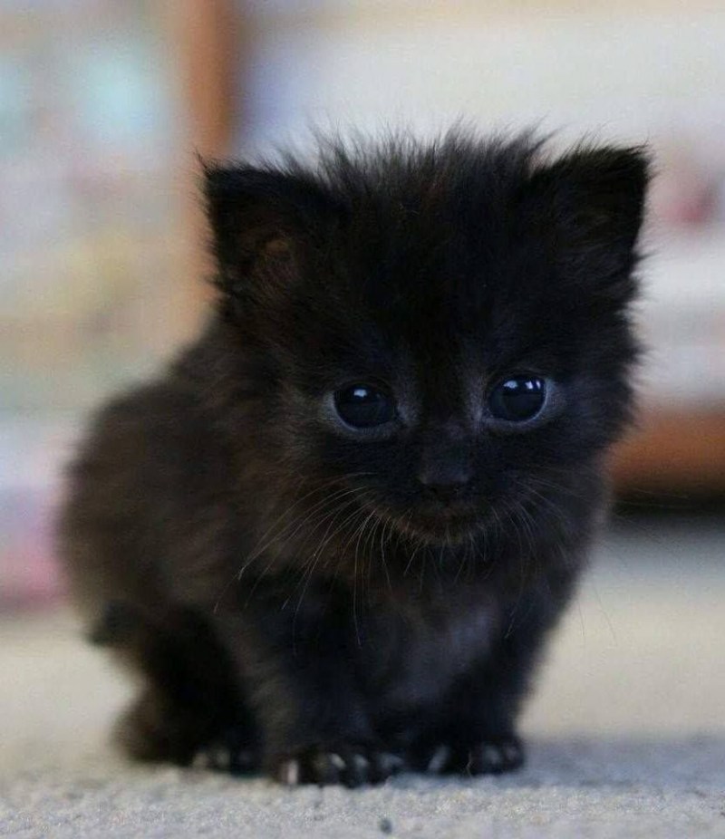 Маленький котенок