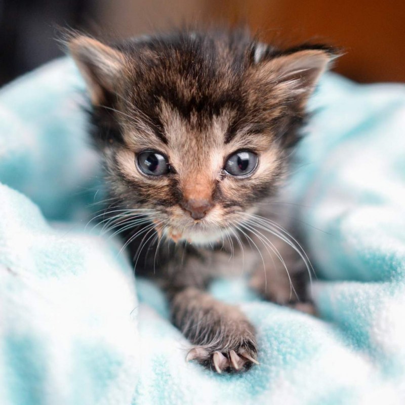 Маленький котенок