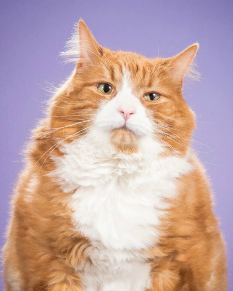 Жирная кошка