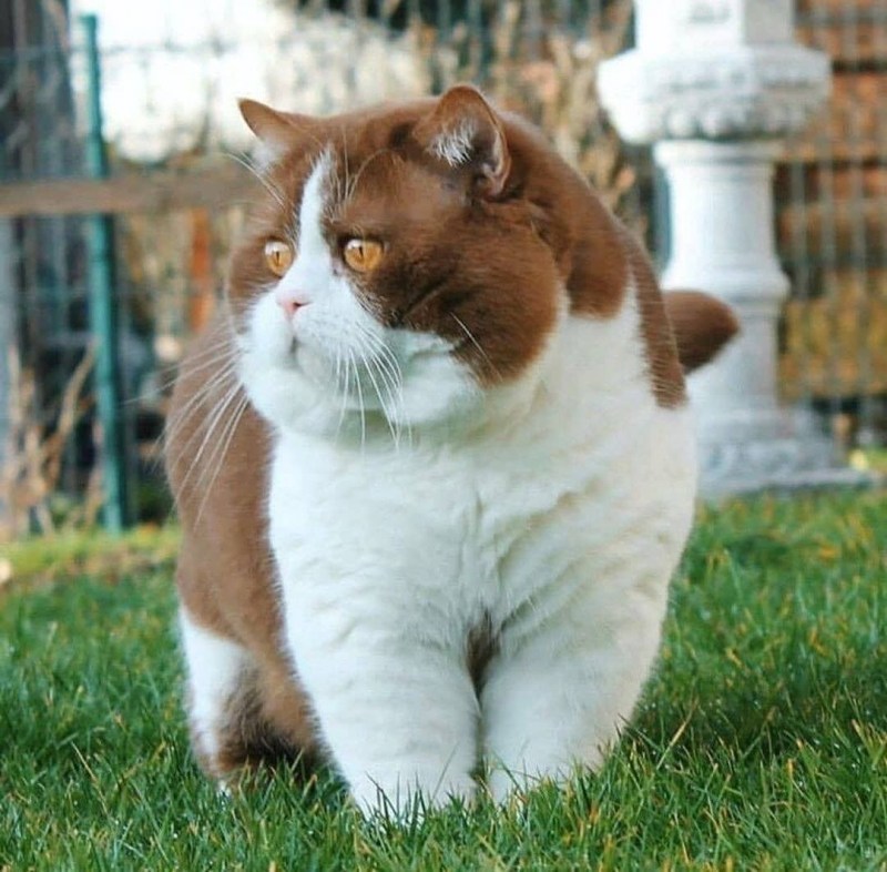 Жирный кот