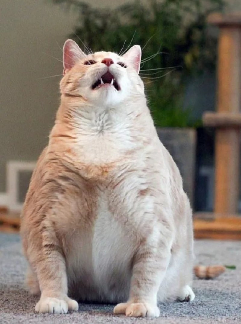 Жирный котик