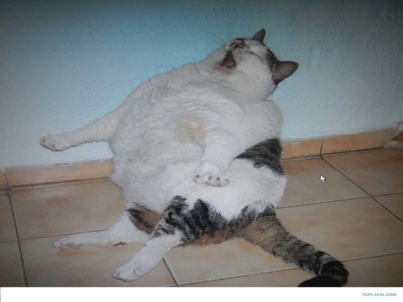 Жирный жирный кот