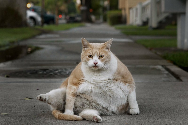 Толстая кошка