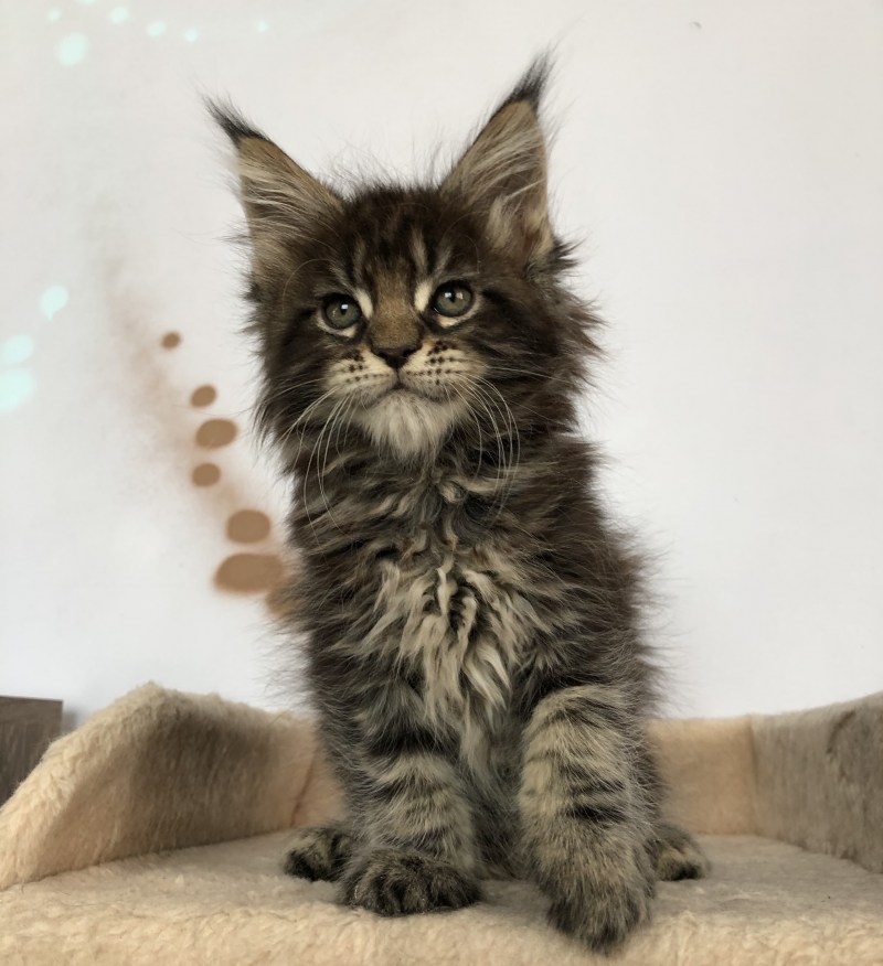 Кот Мейн кун Возраст 2 года