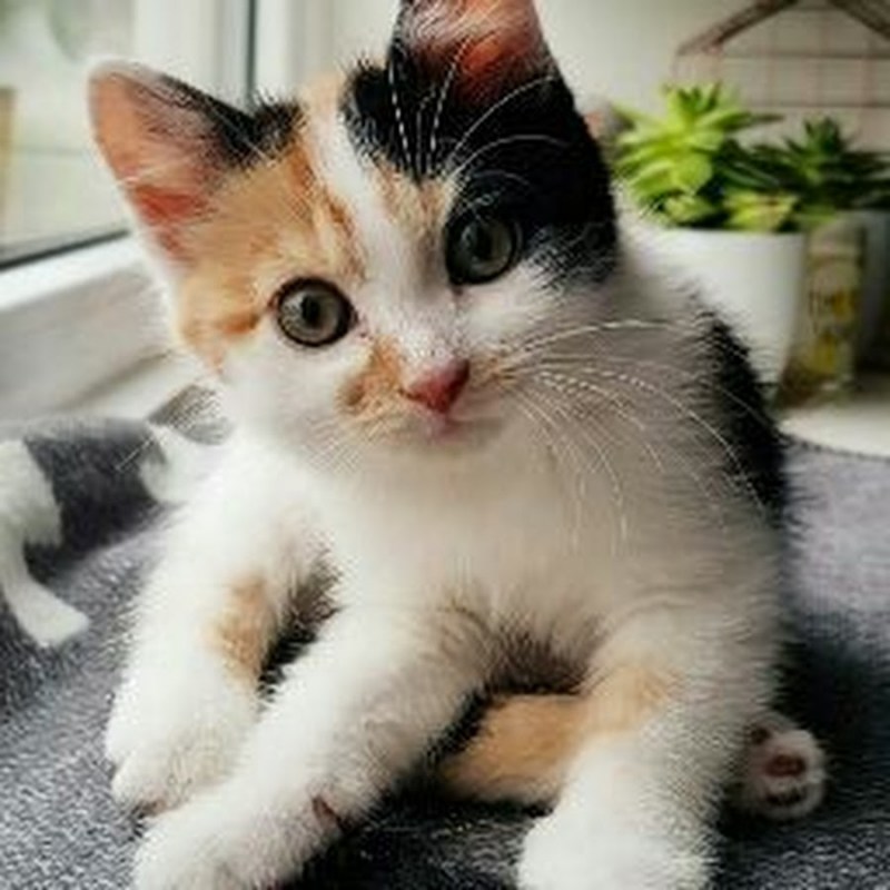 Красивые британские кошки