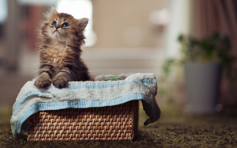 Милые коты
