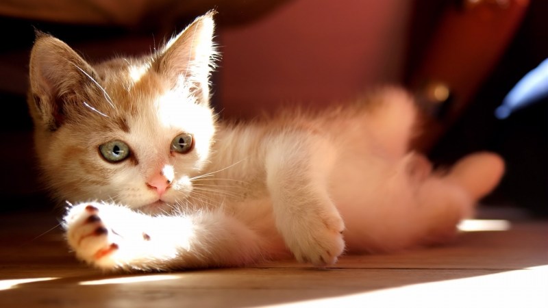Нежный котик