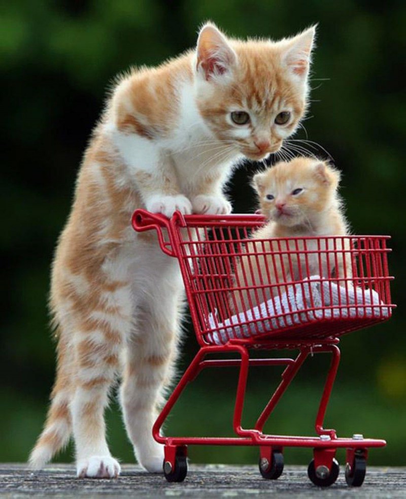Красивые котятки