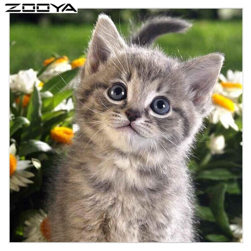 Забавные котята
