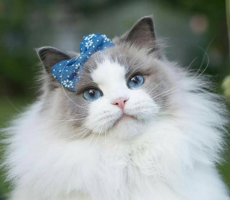 Красивые милые котики