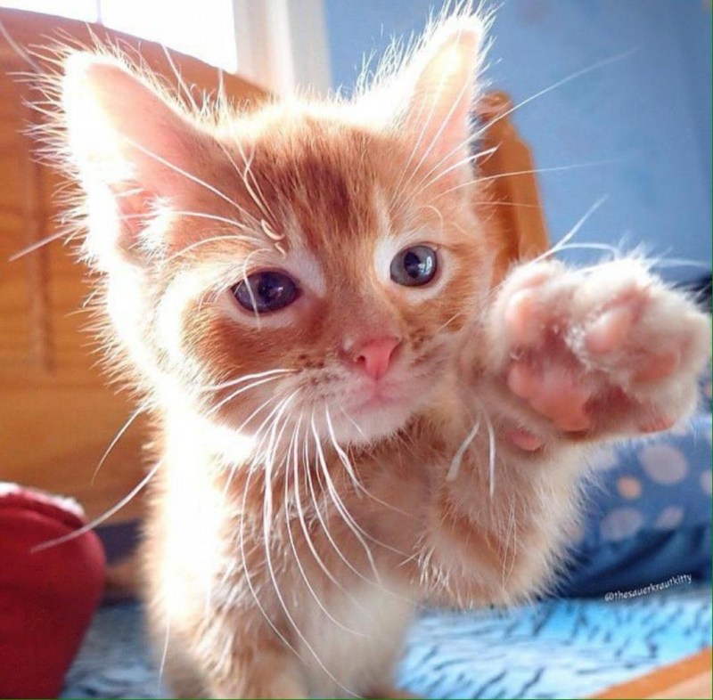 Милые котики