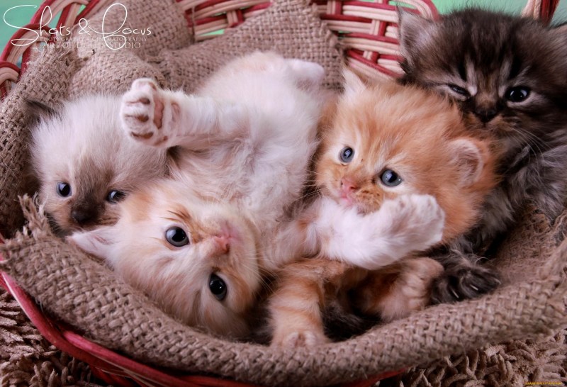Милые котики