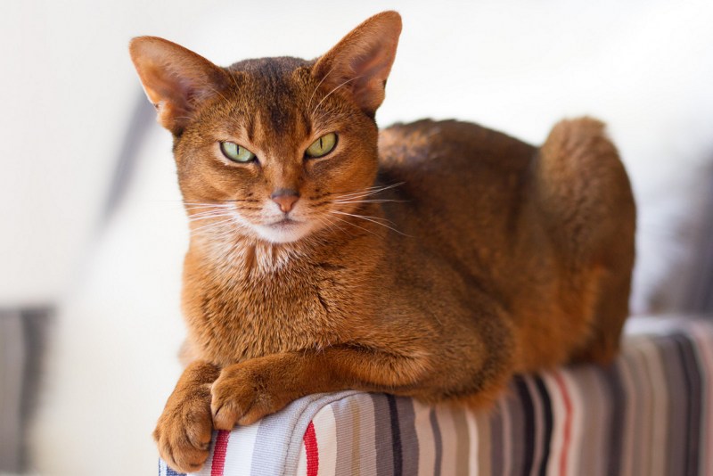Лапочка котенок