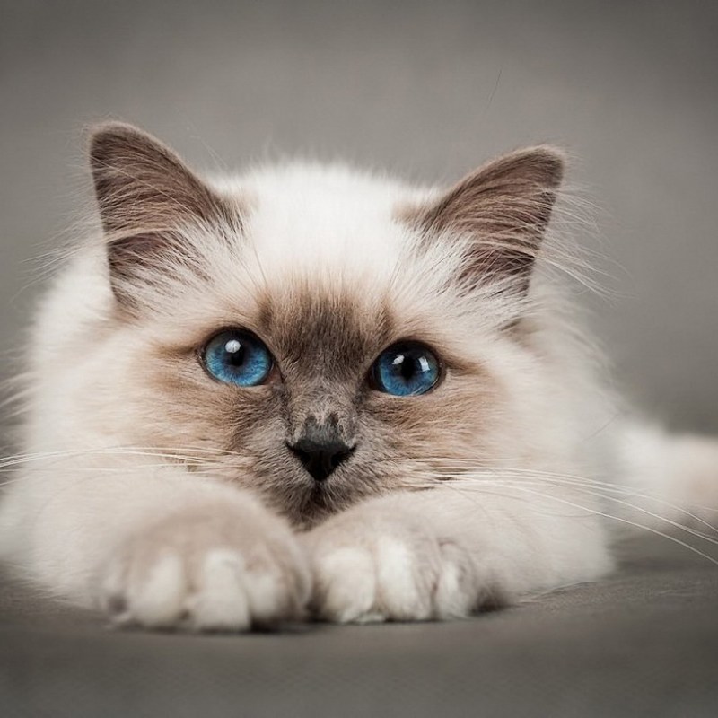 Милые кошечки