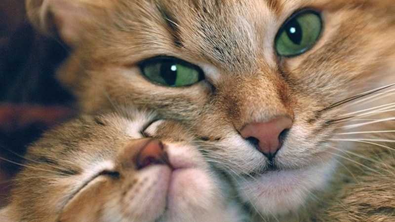 Красивые котики
