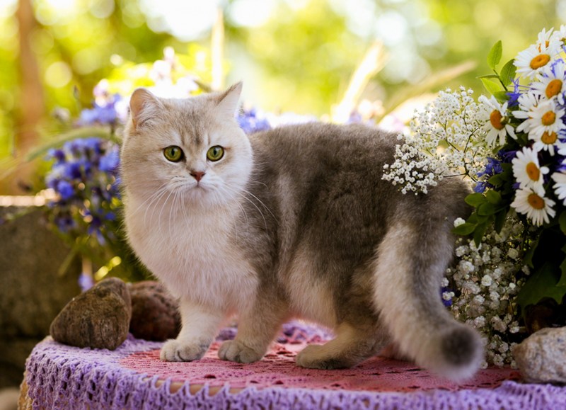 Веселый котик