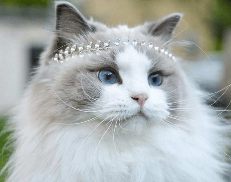 Двуликая кошка Яна